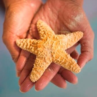 A person holding a starfish in their hands.